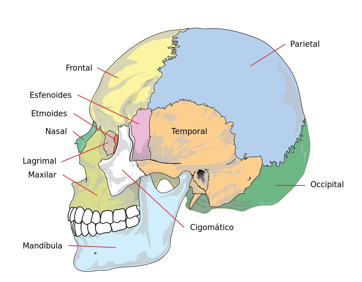 Osteopatía Craneal
